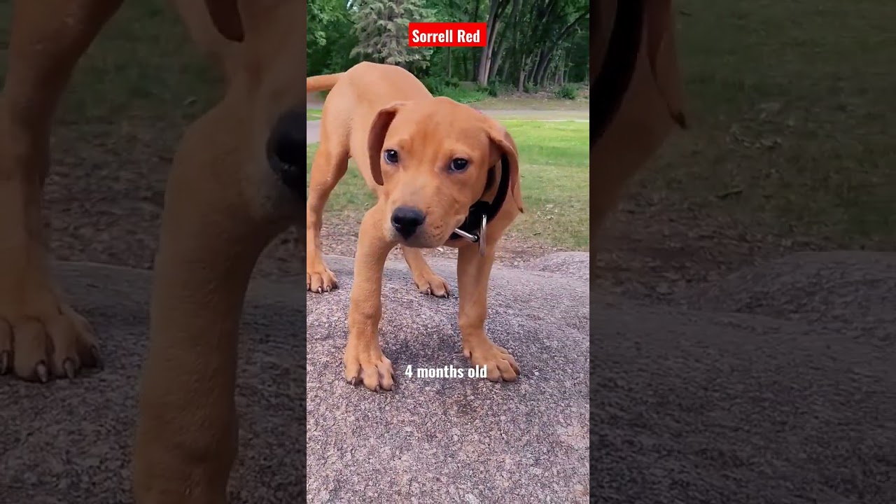 Pit bull puppy growth from 12 weeks to 6 months #apbt #dog #puppylove #puppy #puppygrowth