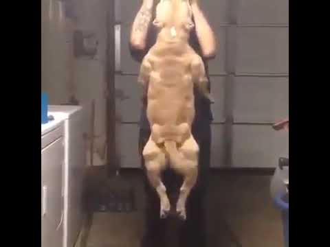 Pit Bull Strong Play Game
