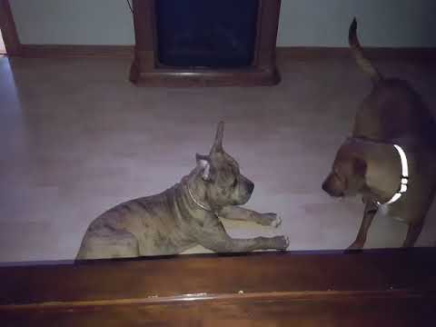 Pit Bull Terrier mix with Rover Rescue