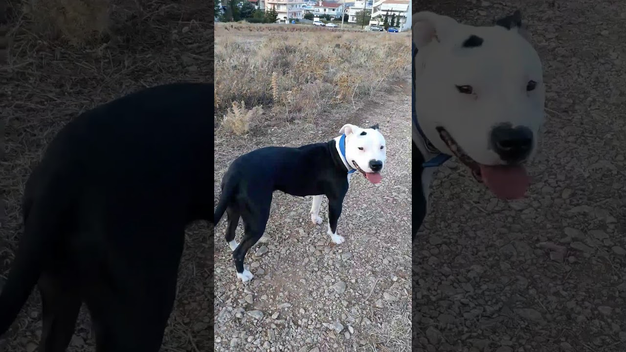 pit bull training LARA