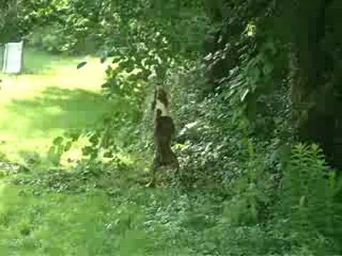 Pit Bull vs. a tree