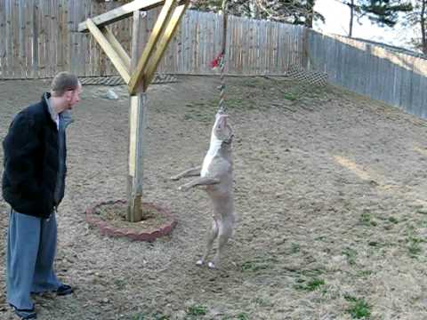 pit on spring pole
