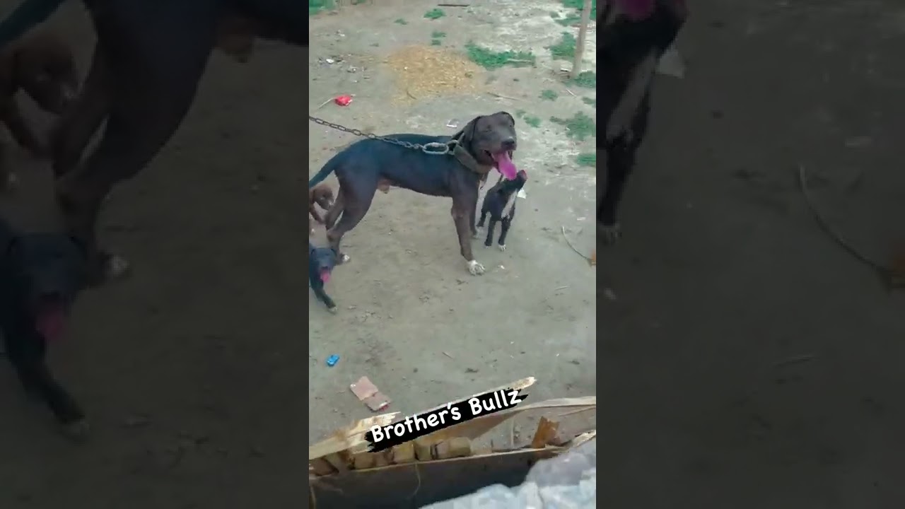 #pitbull #apbt #pitbull dog#viral video