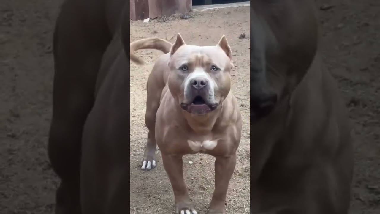 Pitbull barking #shorts