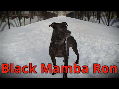 PITBULL: BLACK MAMBA'S RON