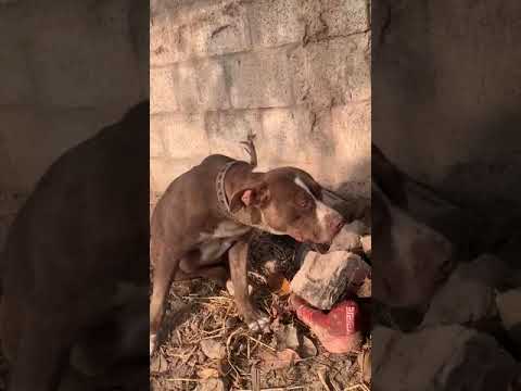 #pitbull #dogbreeds #female for sale location Panjab mob no +92 308 4292504