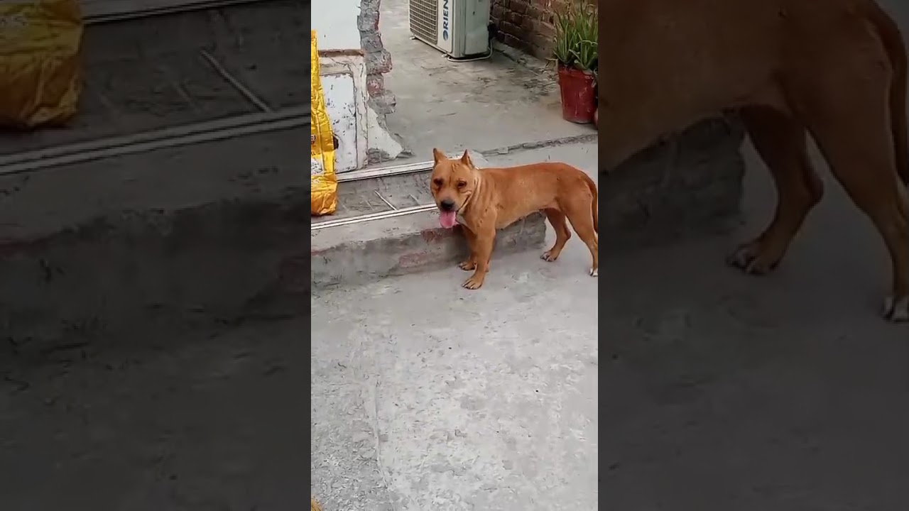 #pitbull #female for sale location Panjab mob no +92 308 4292504