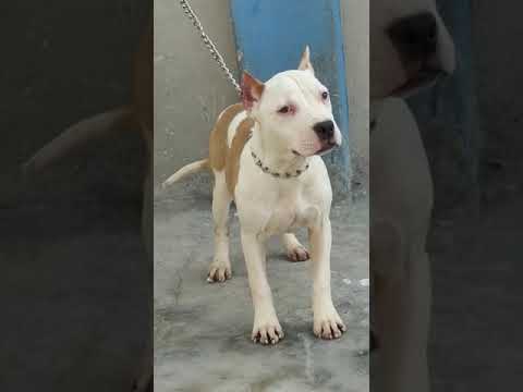 Pitbull Female Pup For Sale in Lahore || KNF World