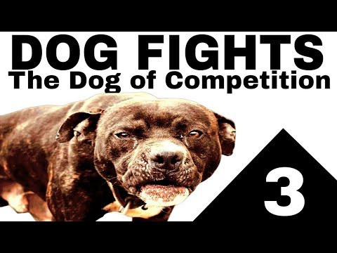 Pitbull Fight Dog - The Competition Dog - Audio Book Part 3 #dogfighting #apbt #gamedogs