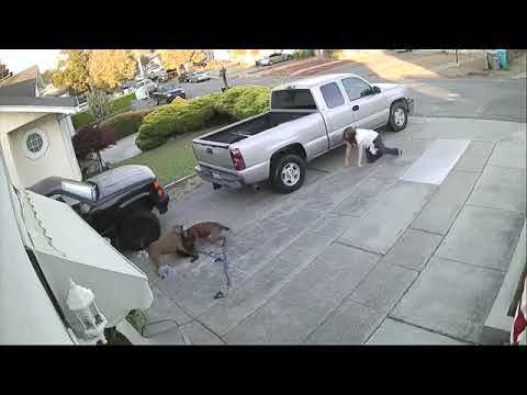 Pitbull fight Pitbull dog fight video