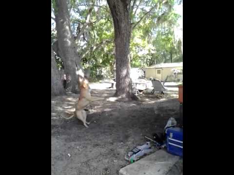 Pitbull hang time