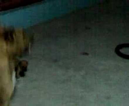 pitbull hang time