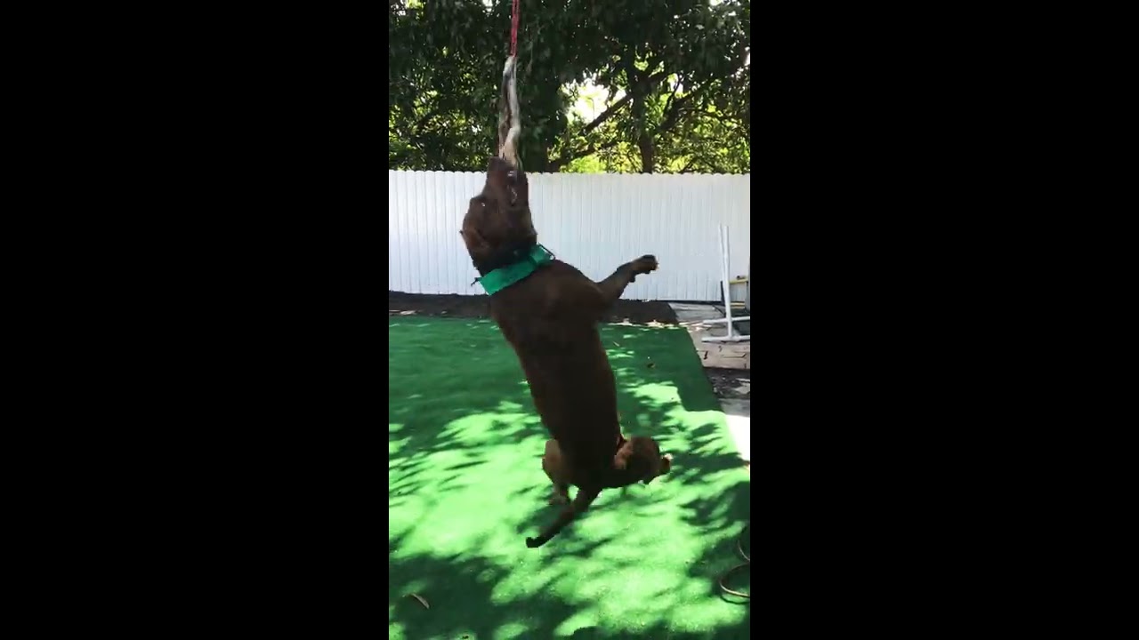 Pitbull Hangtime (King Kodah)