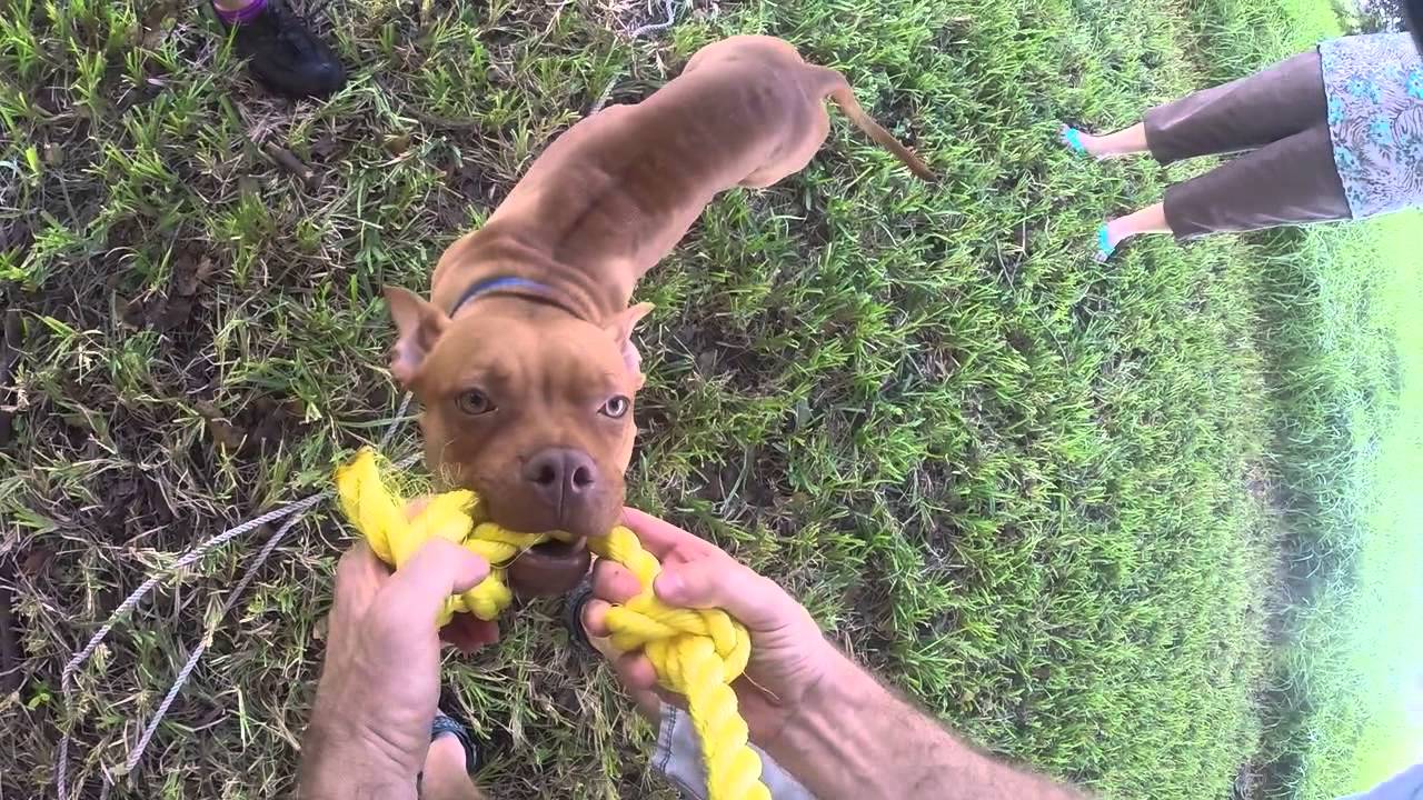Pitbull Jade's First Spring Pole 11 25 15