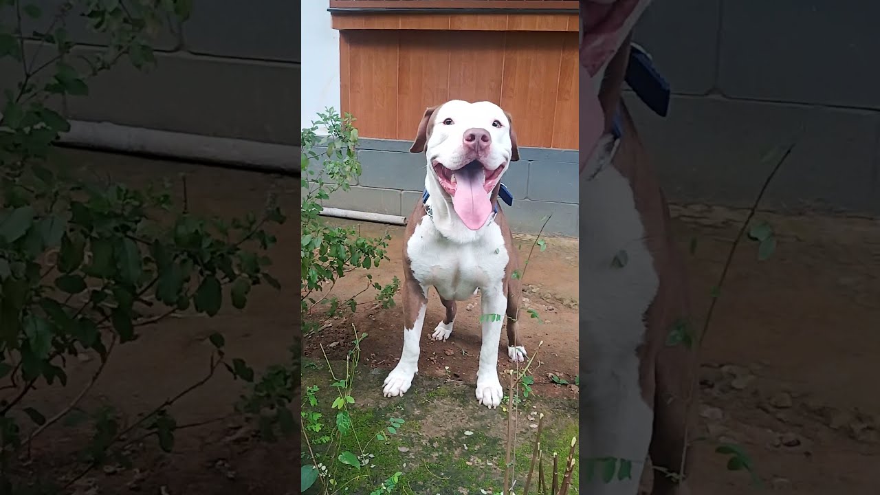 PITBULL KERALA |APBT Kerala #pitbull Dog #short #whatsappstatus #status #reels #whatsapp #dangerous