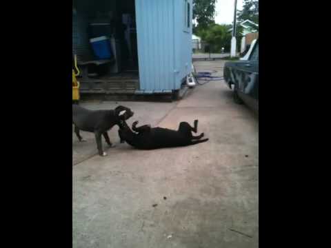 Pitbull Negra and Lil Blue sparring...MMA