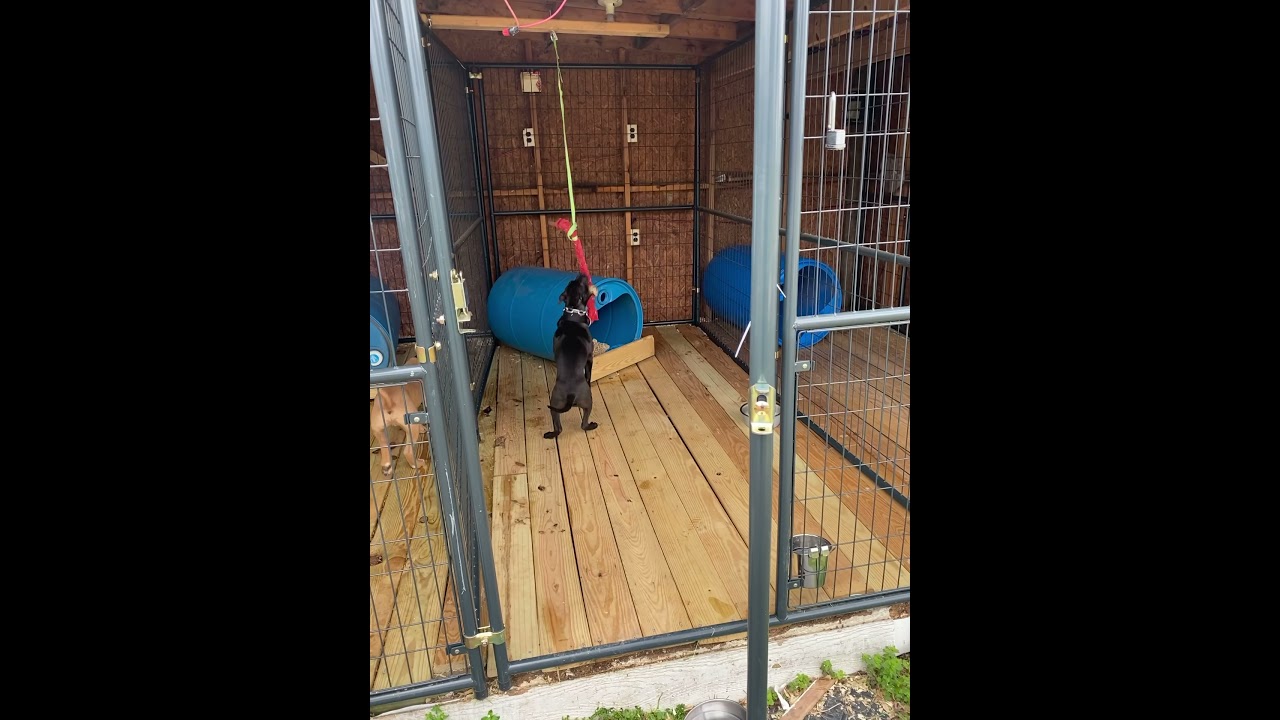 Pitbull puppy being introduced to a spring pole.