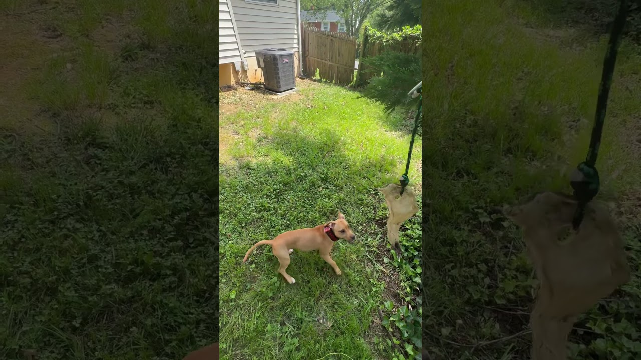 Pitbull puppy on Spring Pole Bungie set up learning #apbt #puppy #gamedogs #americanpitbulldog