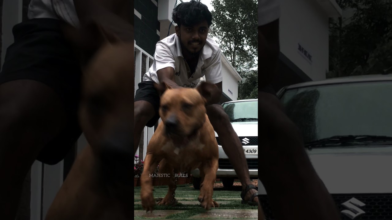 Pitbull temperament  🔥| One of the best APBT female standing in the country