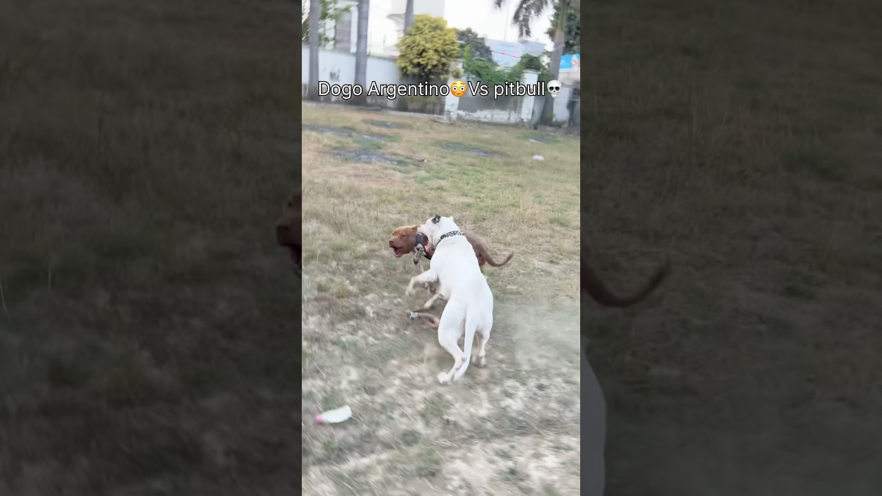 Pitbull vs Dogo Argentino💀aggressive pitbull ko pel diya😳#pitbull#dogoargentino#viral#shorts