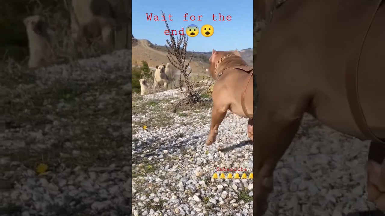 Pitbull VS Kangal Real fight ll Who wins? #youtubeshorts #viral #shorts #daku