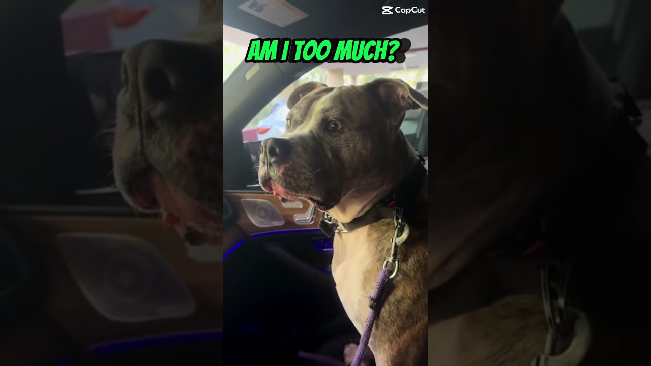 #pitbull_4everrr #americanbully #pitbullblue #funnyanimals #dog #pitbull #funnypets #bulldog #apbt