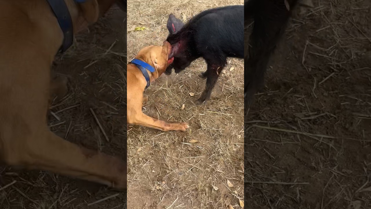 #Pitbulls #Hunting #WildHogs 🦁 Hog Was Caught And Cooked 🧬 MarcosTVG Production
