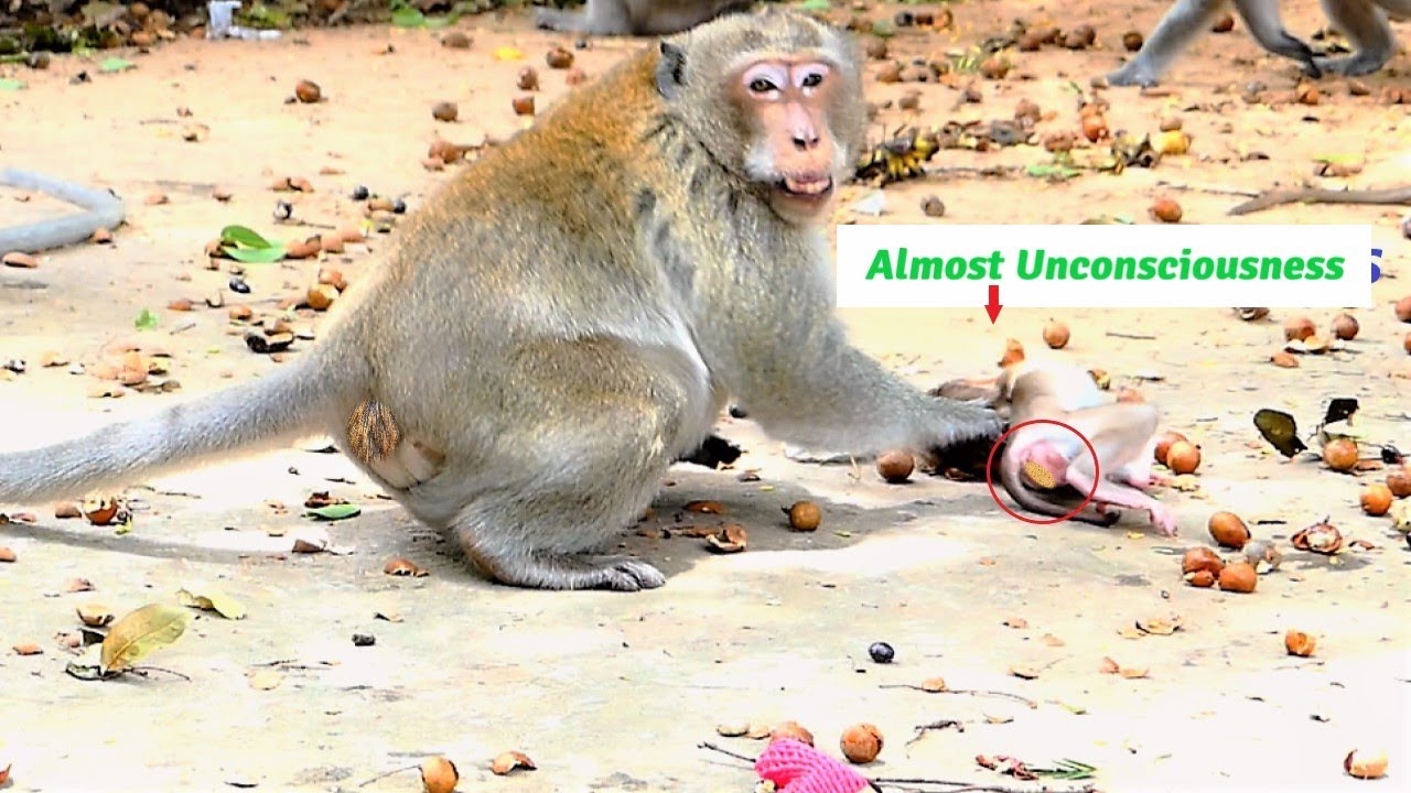 Pity Baby Monkey Brendan Almost Conscious Due To Daddy Secret Fully Slapped Falling Into The Ground