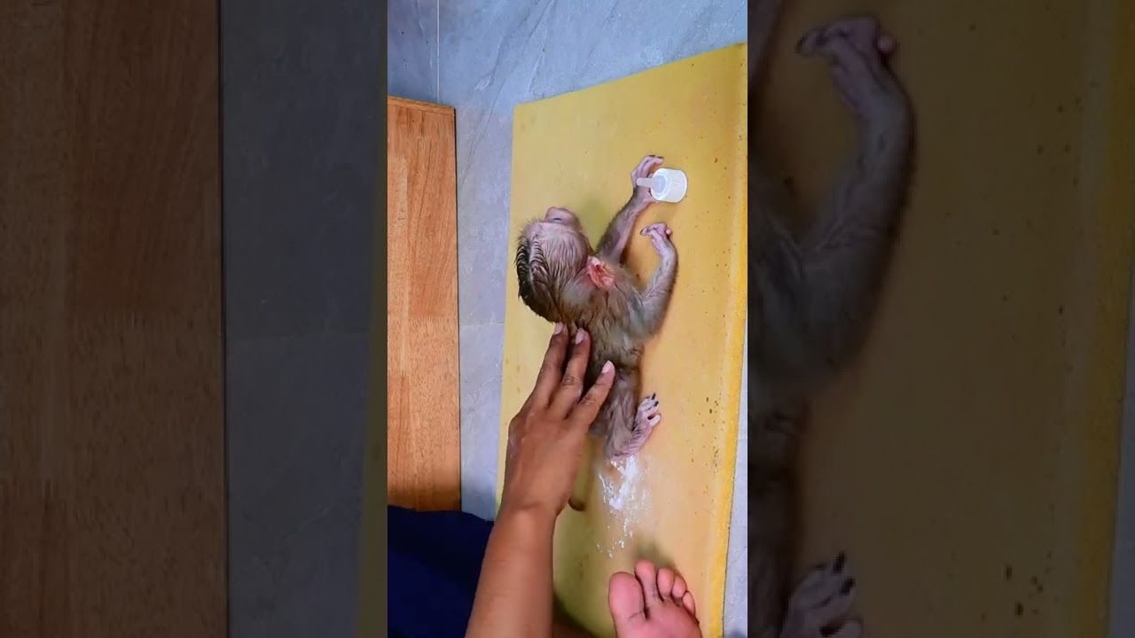 Pity baby Monkey little Fifa take shower