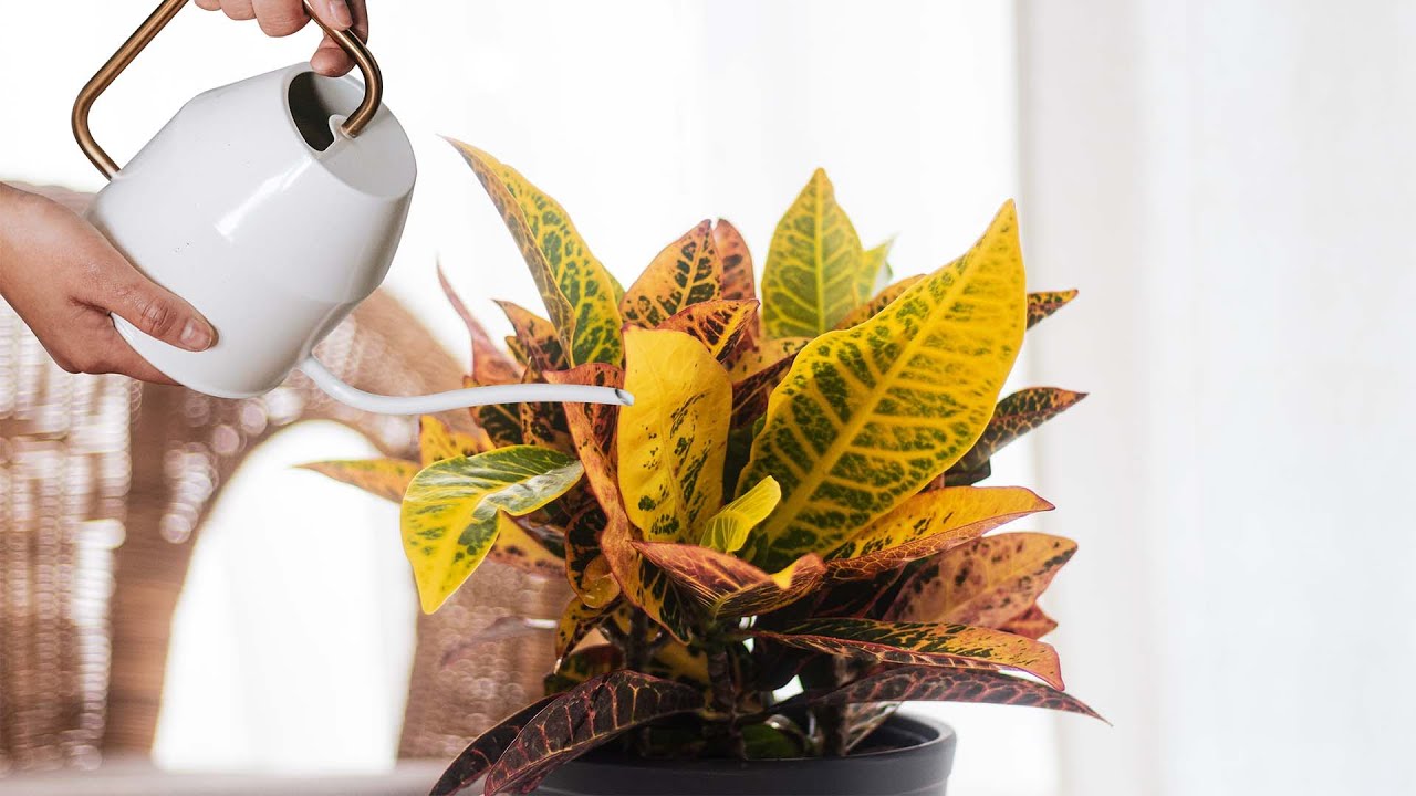 Plant Profile: Croton Petra | Costa Farms