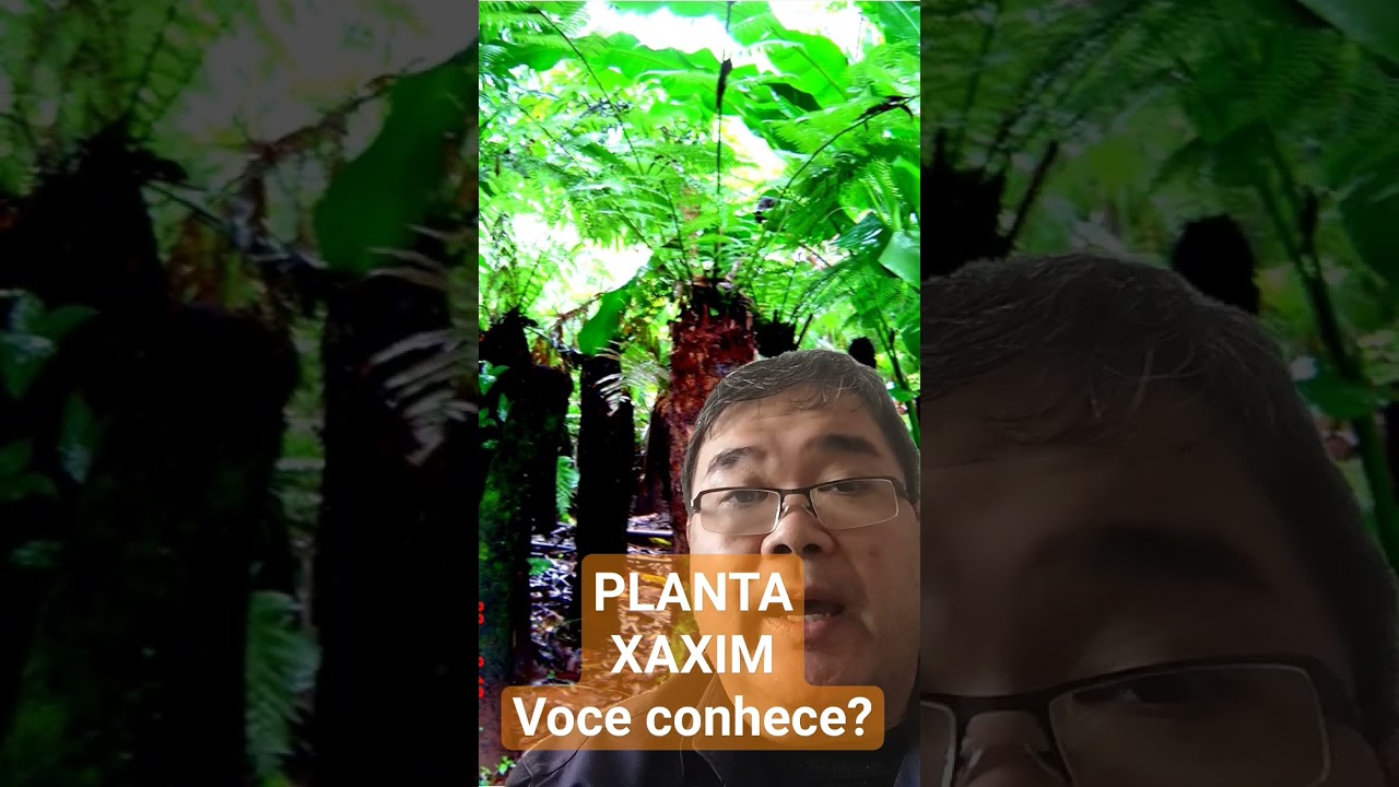 Planta XAXIM. Você conhece? #shorts