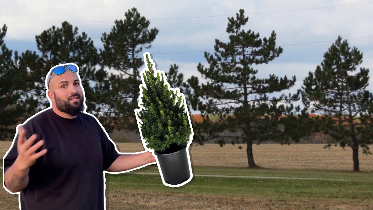 Plante mas De 100 arboles en Nuestro Ranchito