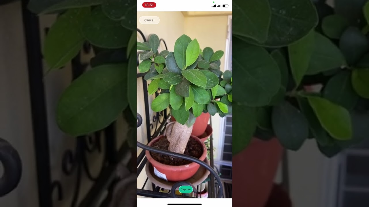 Plants4Future – Intelligent gardening with SAP AppGyver – No Code Challenge