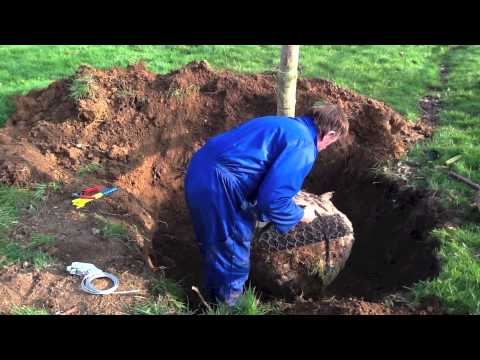 Platipus Rootball Fixing System Deadman