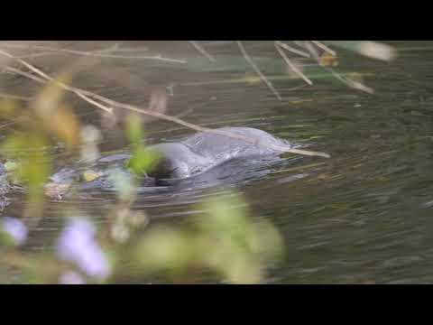Platypus enjoying crayfish on the bank