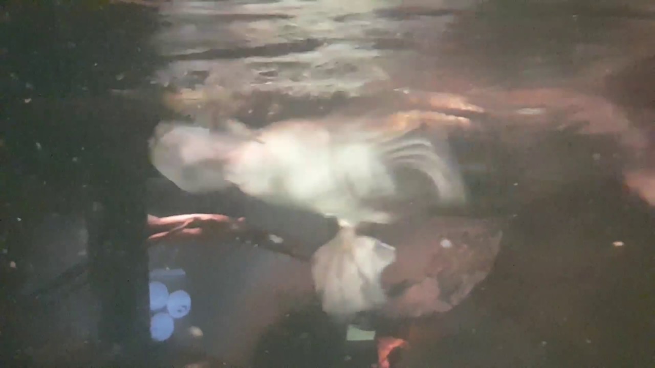 Platypus hunting crayfish.