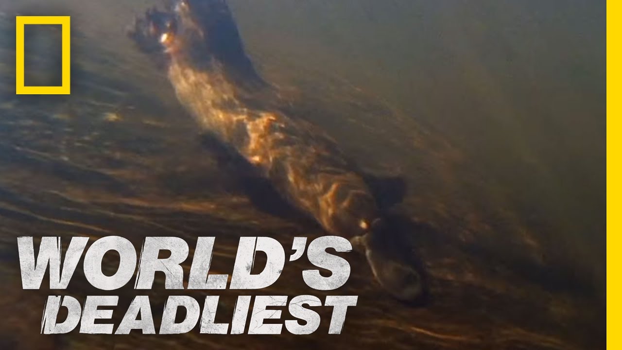Platypus Hunts with 