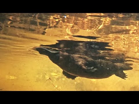 Platypus in the sunset