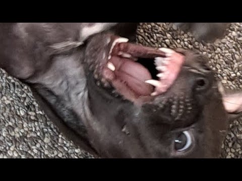 Playfighting Patterdale Terrier Pup and Mother Bitch
