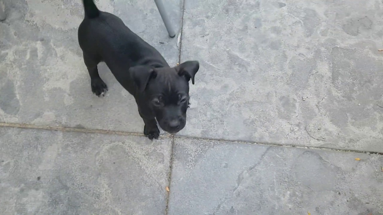 Playing 2 month old PUP - Patterdale, Fell, Lakeland terrier BSL's Estacado, Spyker By Spartan Law