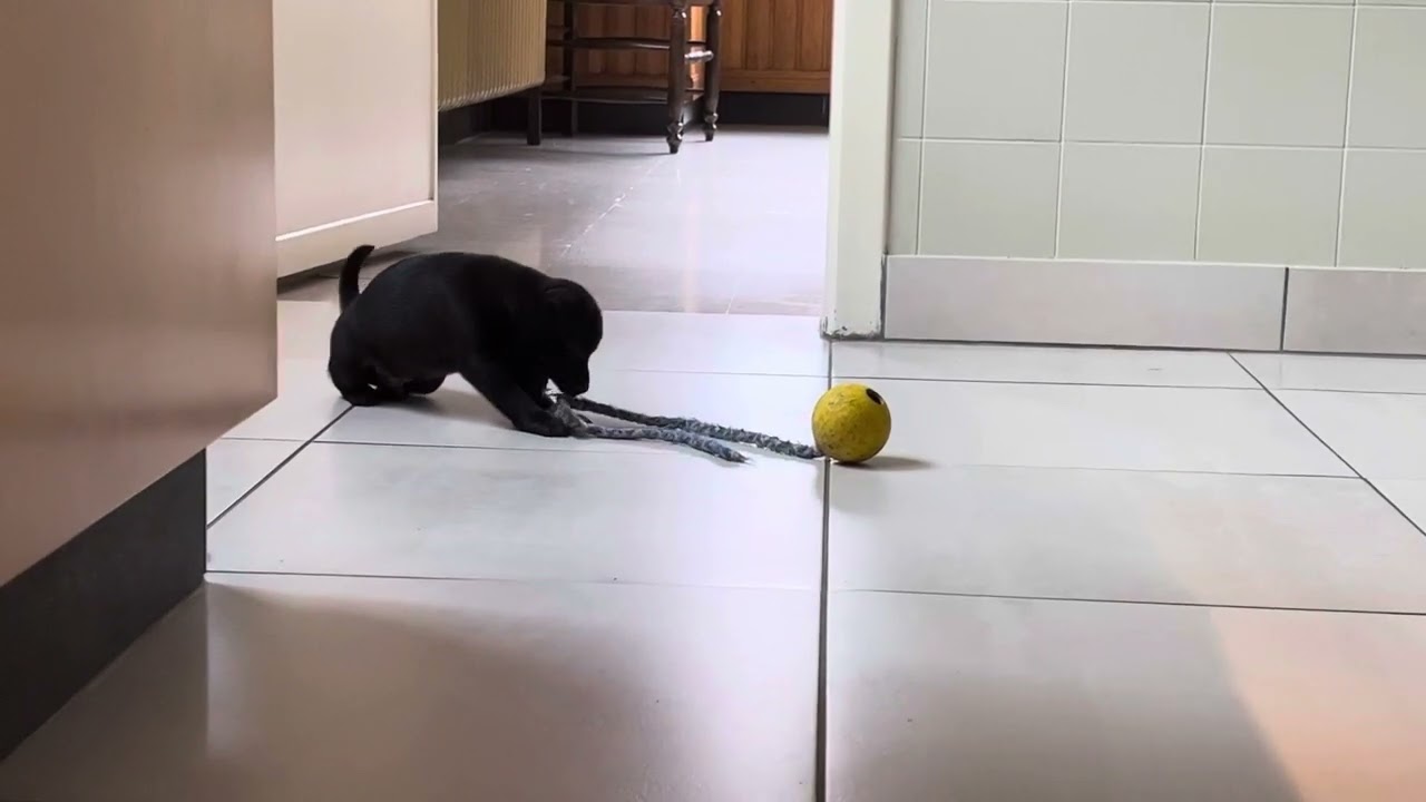 Playing Patterdale puppy