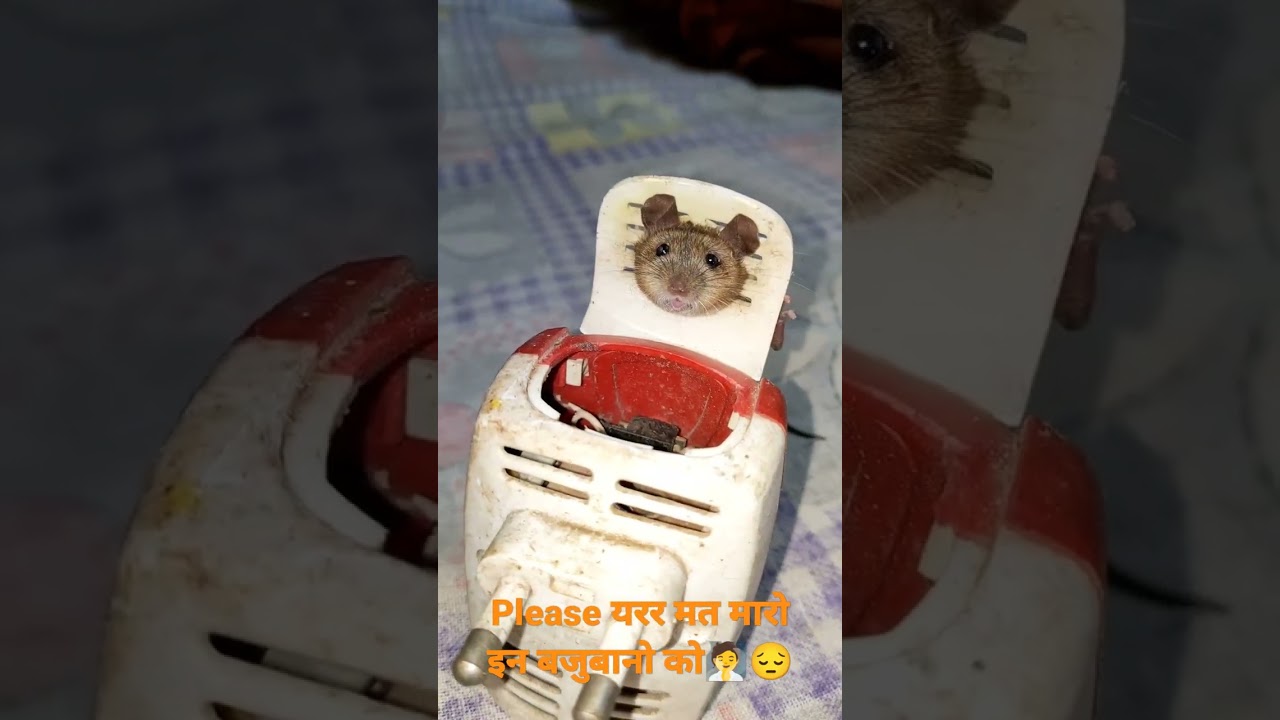 please don't kill these baboons destitute,Rat's throat stuck in thick machine #rat#short