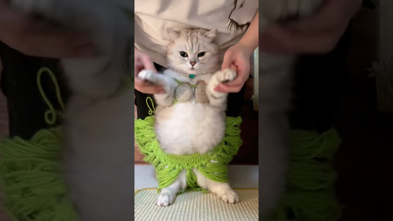 Please enjoy belly shaking from Egypt Cat gesture dance Cat forced to open business Cat shaking