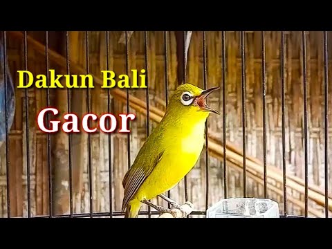 Pleci Dakun Bali Gacor fishing rod