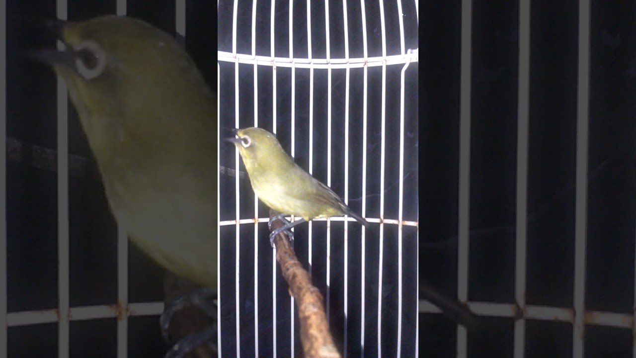 Pleci dakun Bali gacor ngeplong.