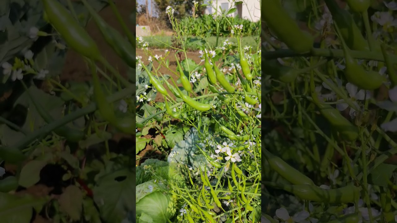 pod and flowers in radish/muli plant, मूली के पौधे में फलिया और फूल #shorts #farming #villagelife
