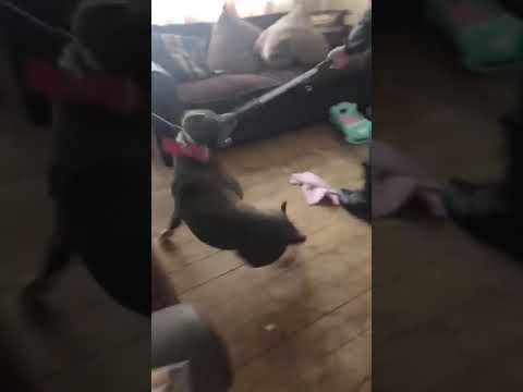 Police seize pet Staffordshire bull terrier-cross dog
