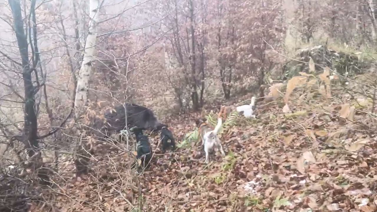 Polowanie na dzika z psami - Jagdterrier, Fox Terrier, Gończy Polski; 1/2