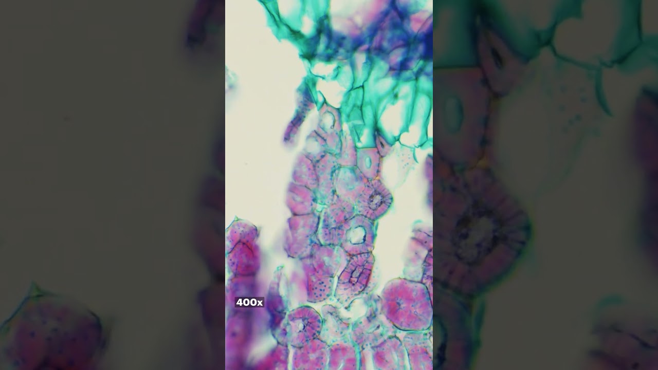 Pome Sclereid W.M. under the microscope
