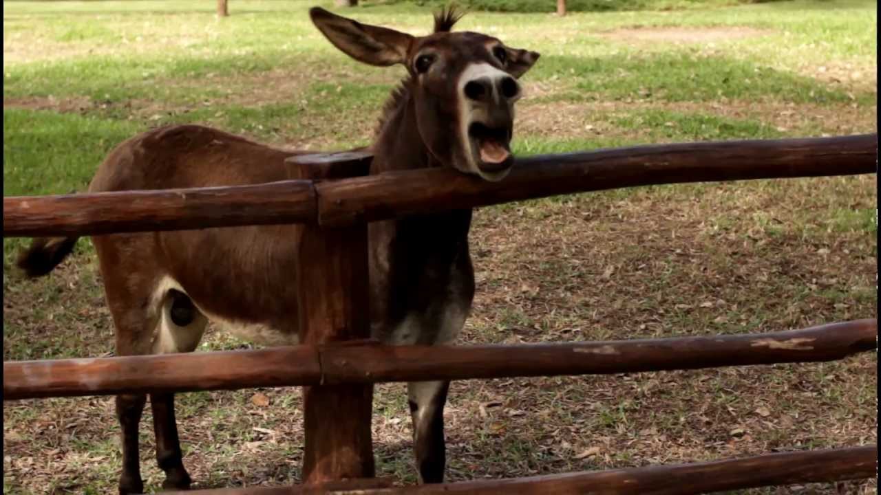 Poncho the Angry Donkey Braying Loudly